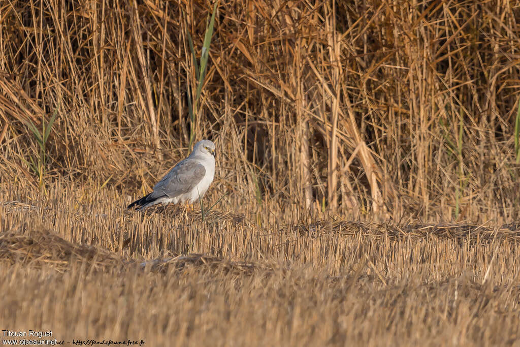 Pallid Harrier male adult, identification