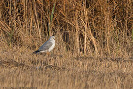 Pallid Harrier