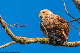 Long-legged Buzzard