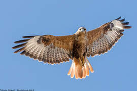 Long-legged Buzzard