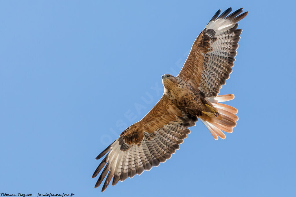 Long-legged Buzzard