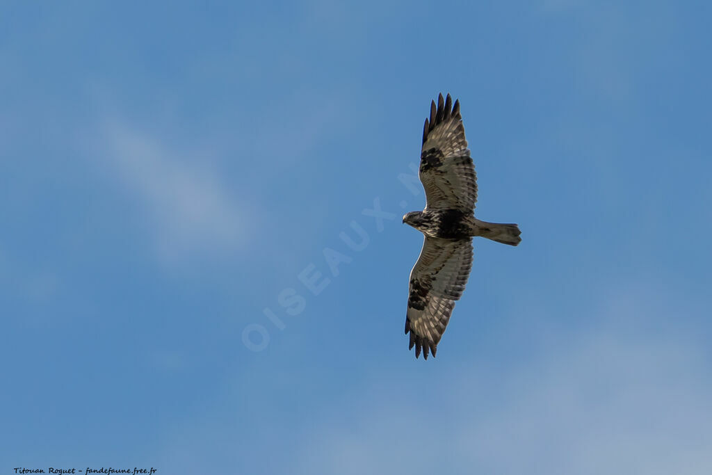 Rough-legged Buzzard