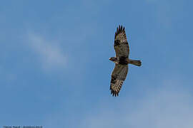 Rough-legged Buzzard