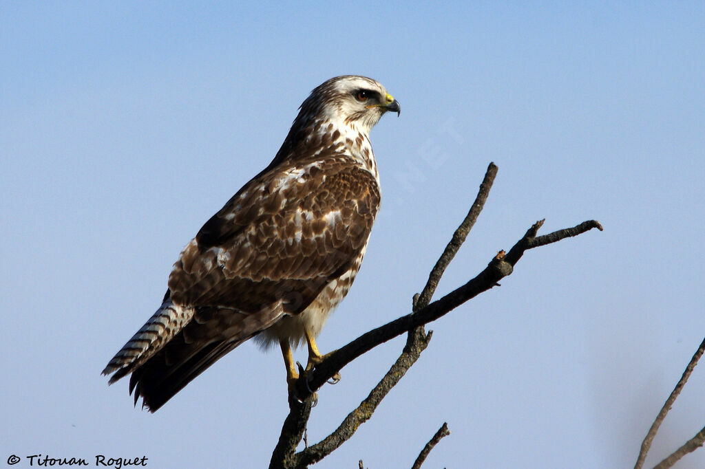 Buse variable, identification