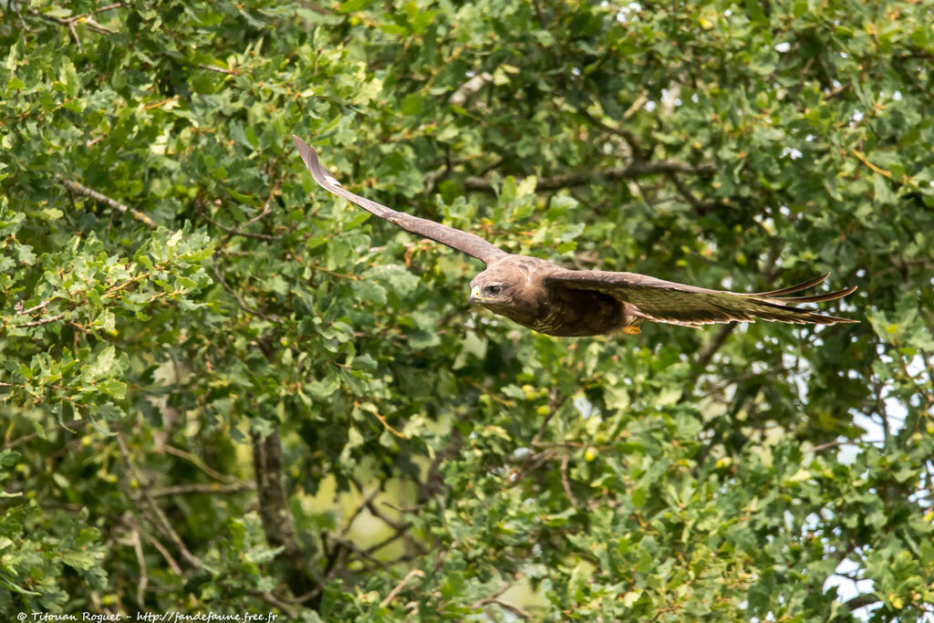 Buse variable, Vol