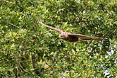 Buse variable