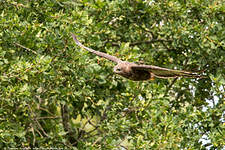 Buse variable