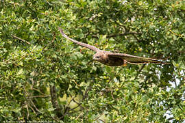 Common Buzzard