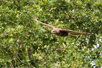 Buse variable