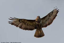 Common Buzzard