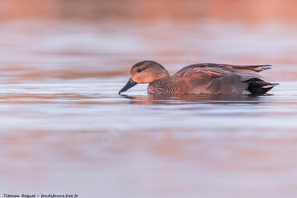 Gadwall