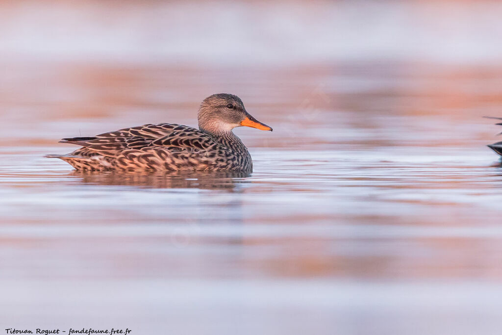 Canard chipeau femelle