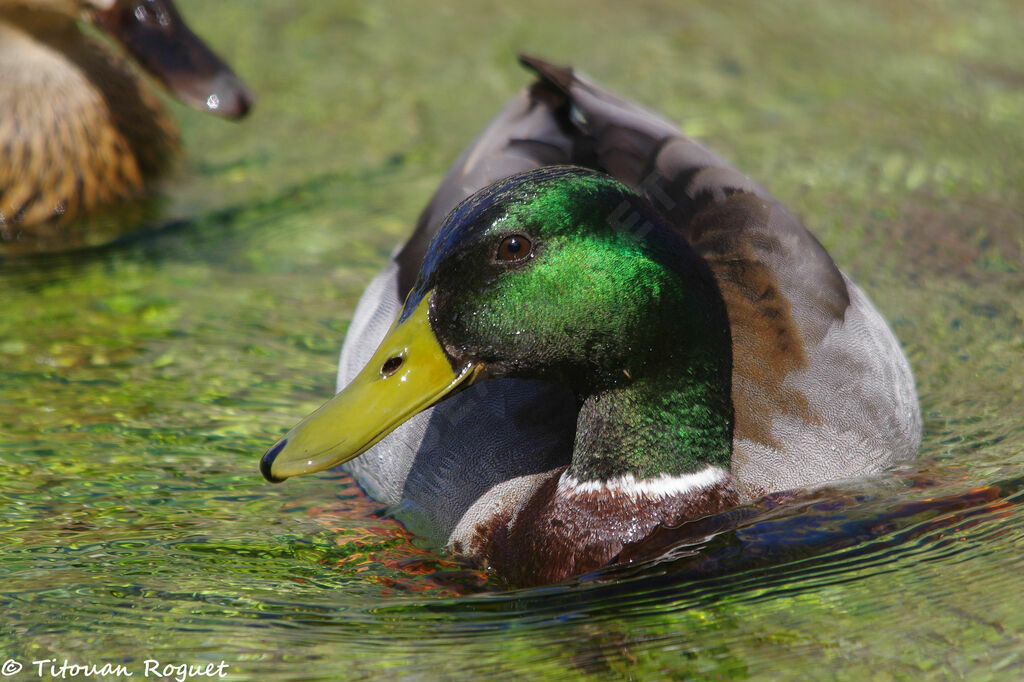 Canard colvert mâle adulte, identification, nage