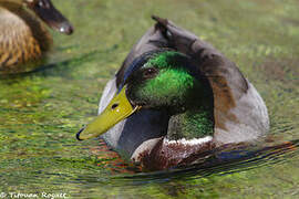 Canard colvert