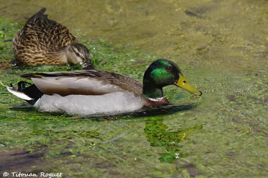 Canard colvertadulte nuptial, nage