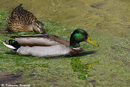 Canard colvert