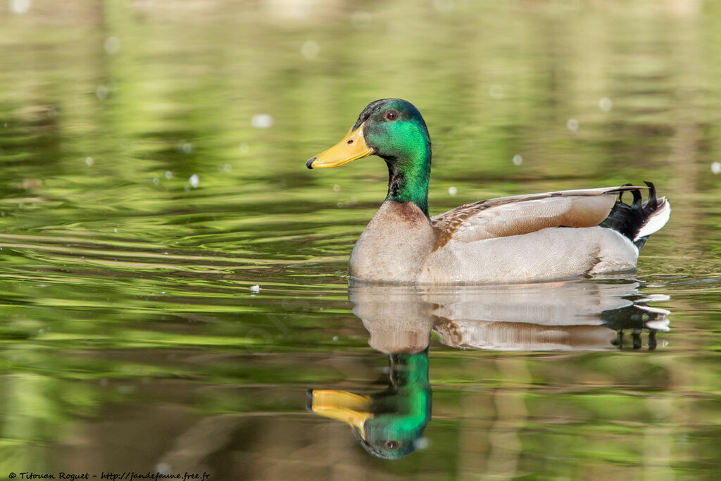 Mallard male adult breeding, identification, close-up portrait, aspect, pigmentation, swimming