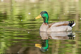 Canard colvert