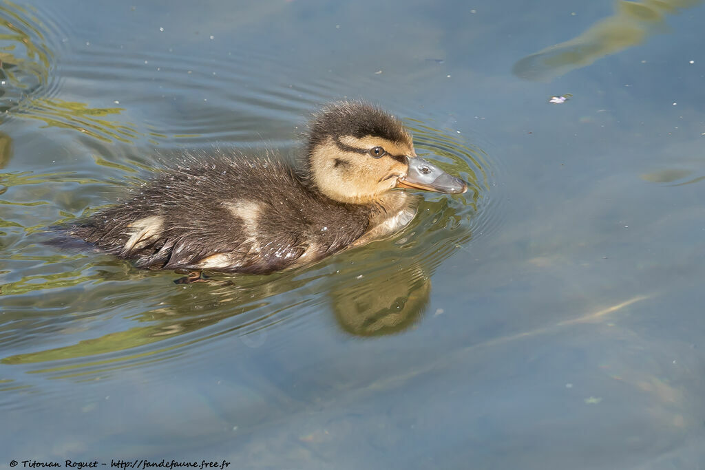 Mallard