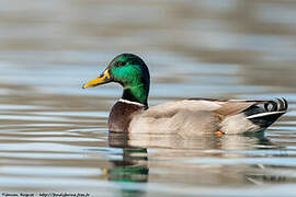 Canard colvert