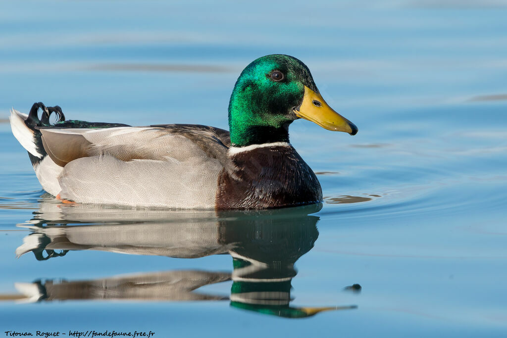 Mallard