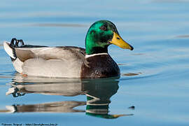 Canard colvert