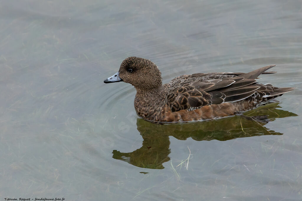 Canard siffleur