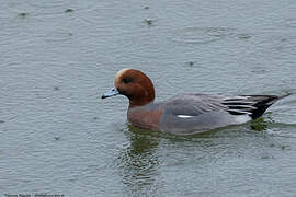 Canard siffleur