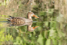 Canard souchet