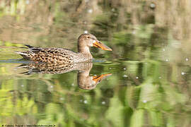 Canard souchet