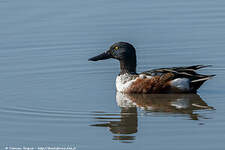 Canard souchet