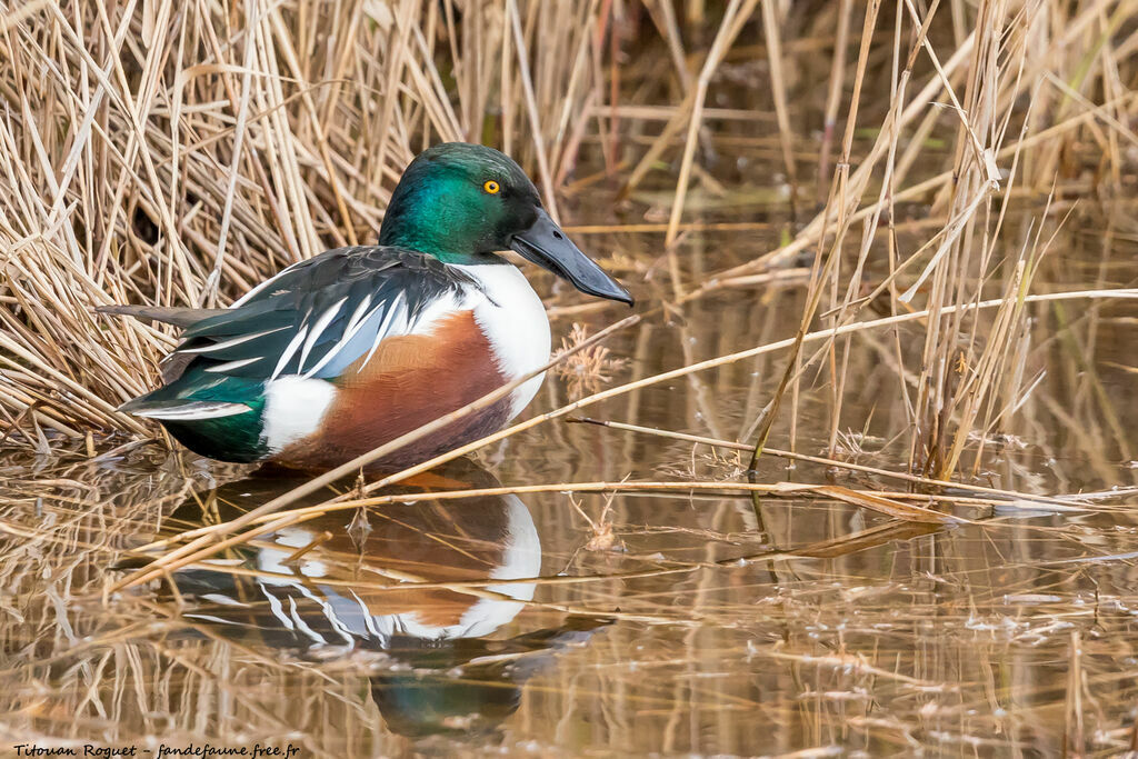 Northern Shoveler