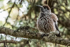 Spotted Nutcracker