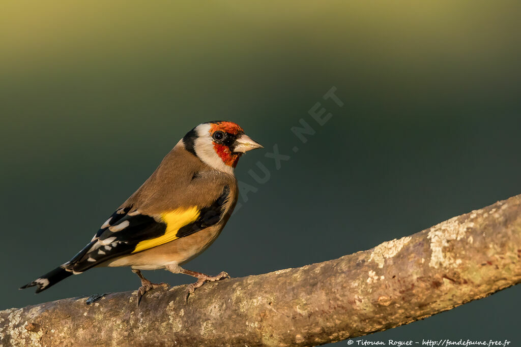 European Goldfinch