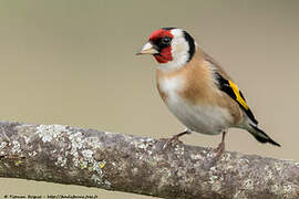 European Goldfinch