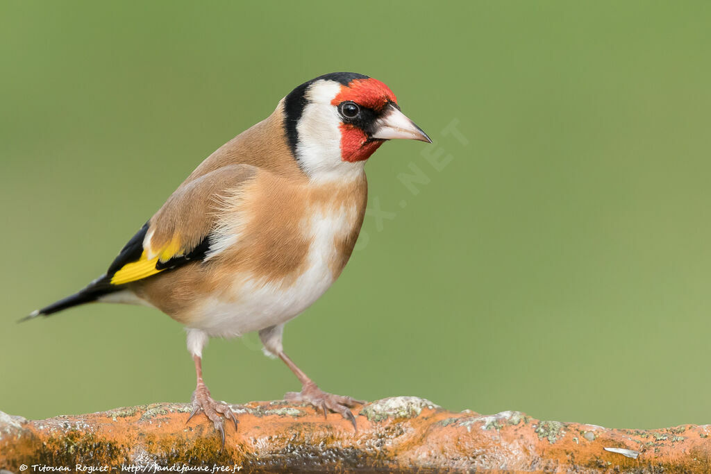 European Goldfinch