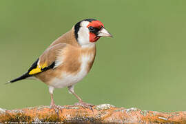 European Goldfinch