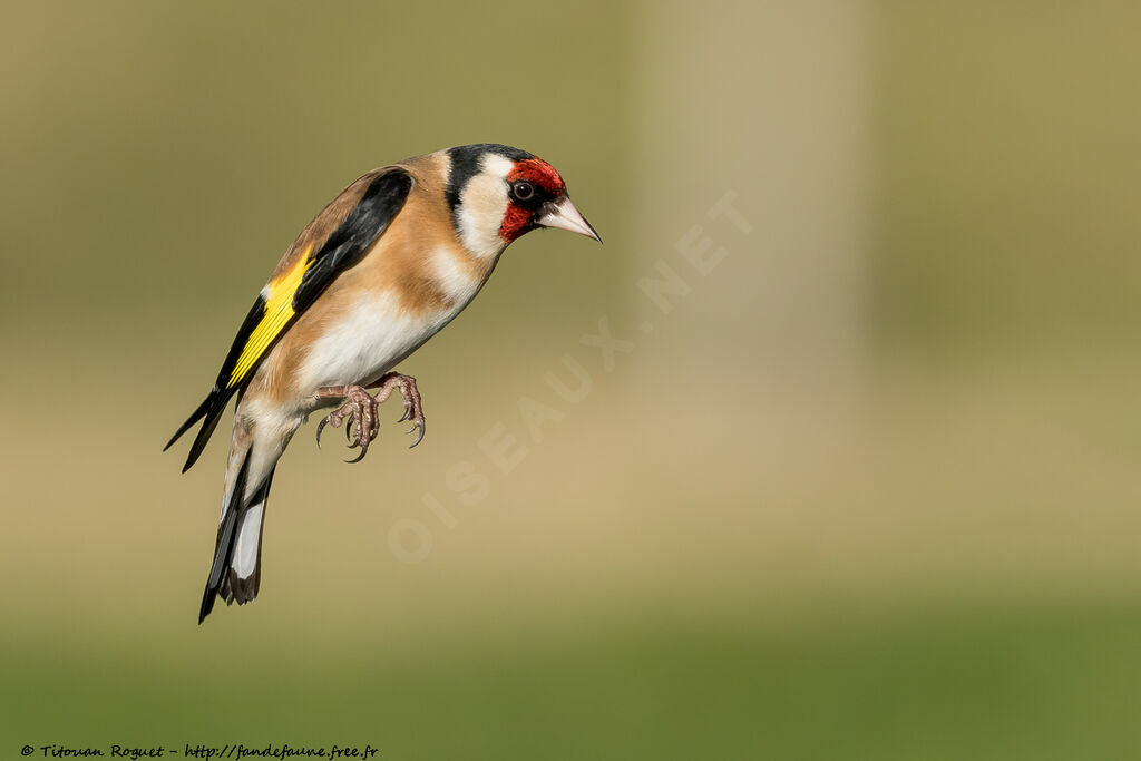 European Goldfinch