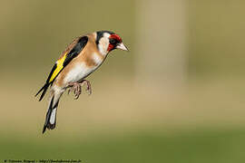 European Goldfinch