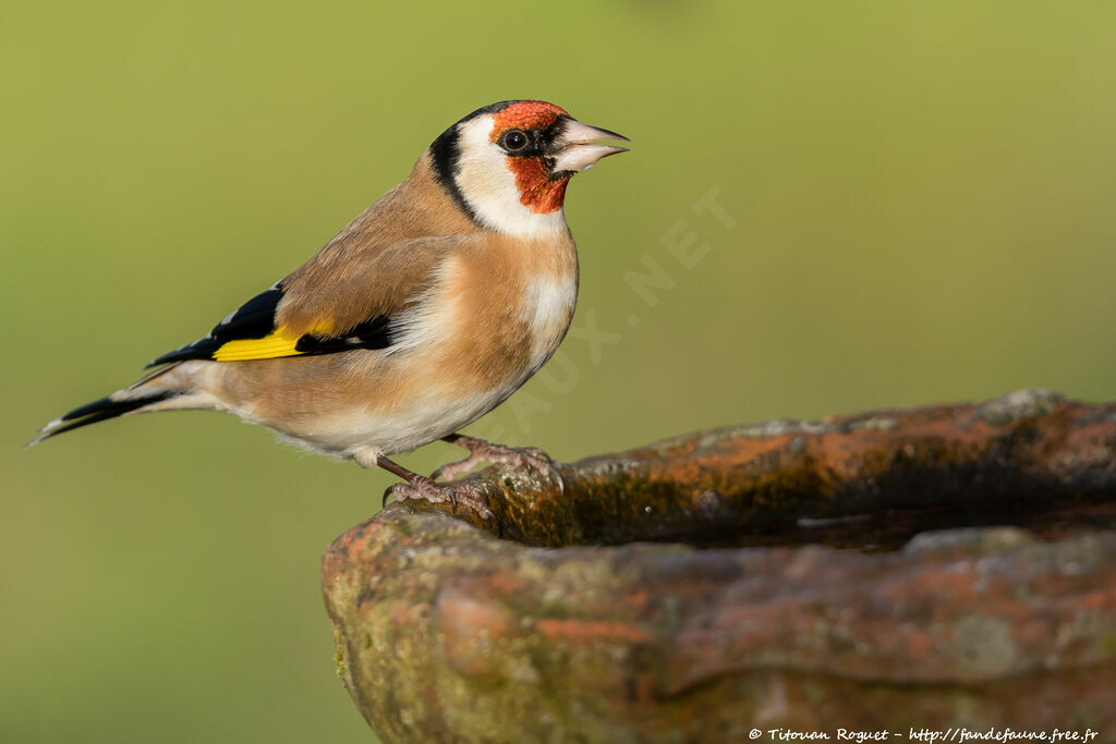 European Goldfinch