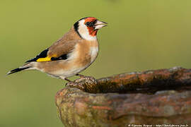 European Goldfinch