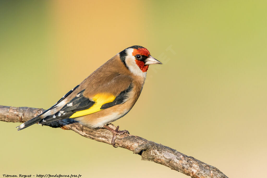 European Goldfinch