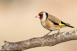 European Goldfinch