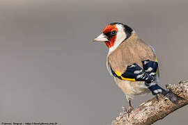 European Goldfinch