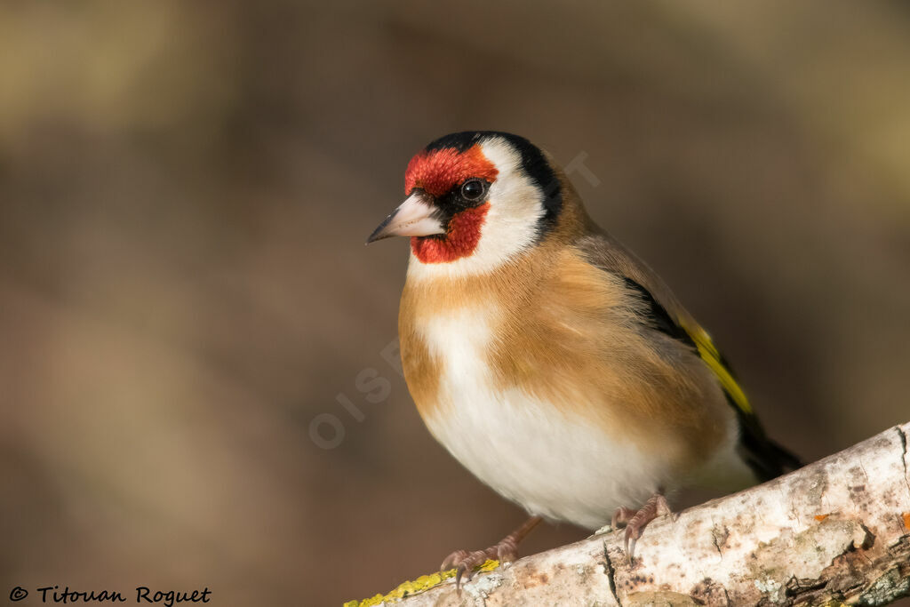 European Goldfinchadult, identification