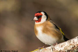 European Goldfinch