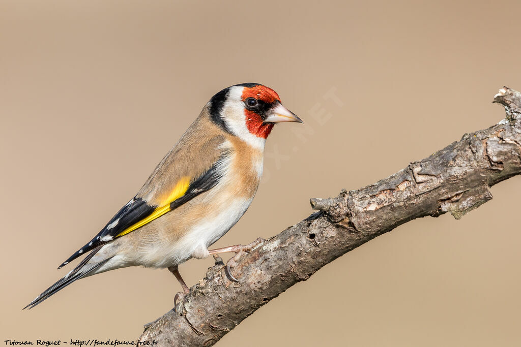 European Goldfinch