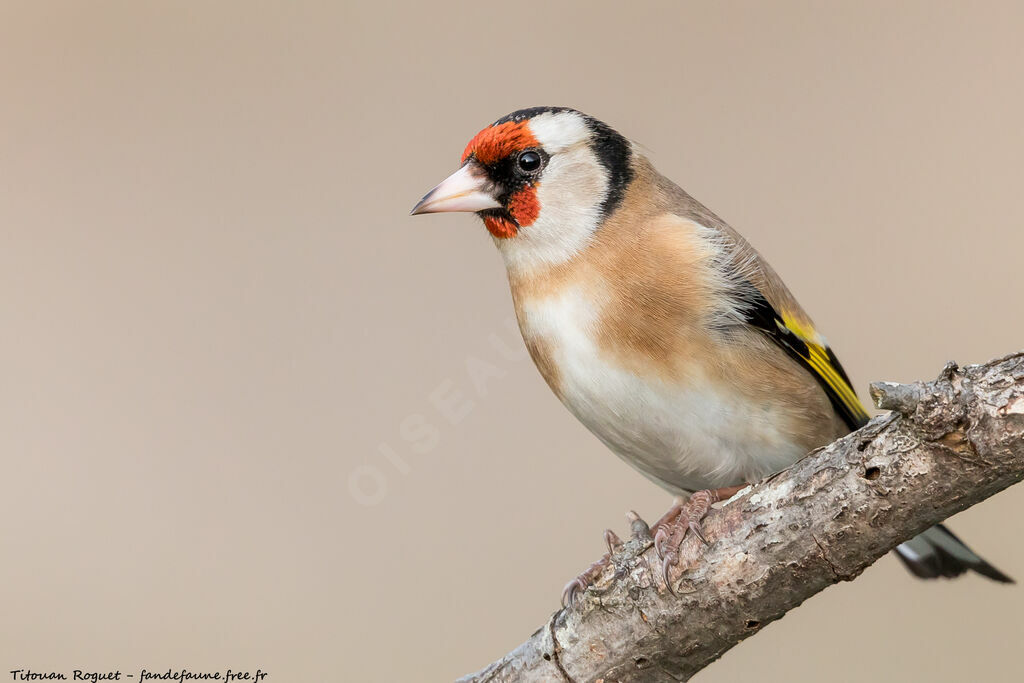 European Goldfinch