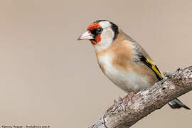 European Goldfinch