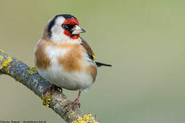 European Goldfinch